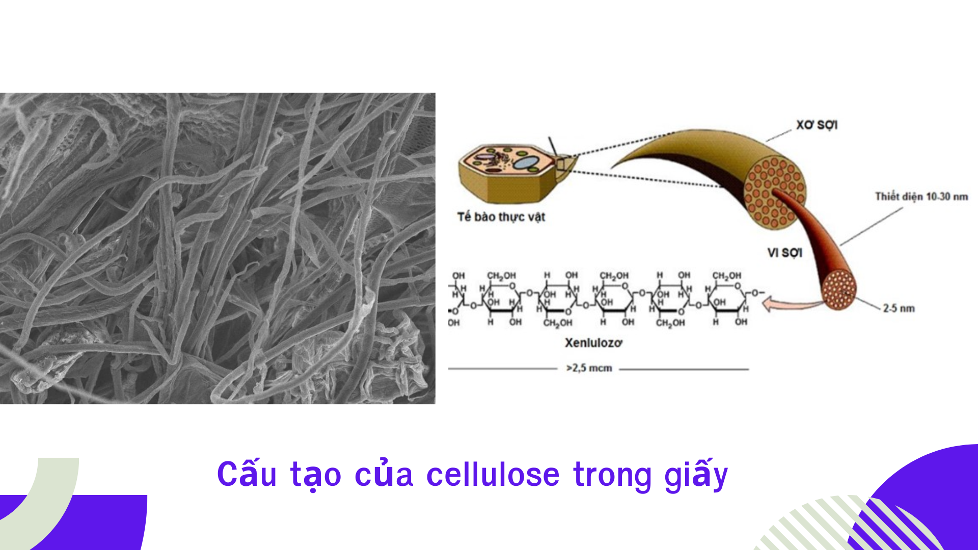 Cau-tao-cua-cellulose-trong-giay